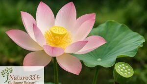 Lire la suite à propos de l’article Le Lotus : Fleur Sacrée aux Mille Vertus